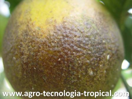 Naranjas con acaro tosatador son mas dulces